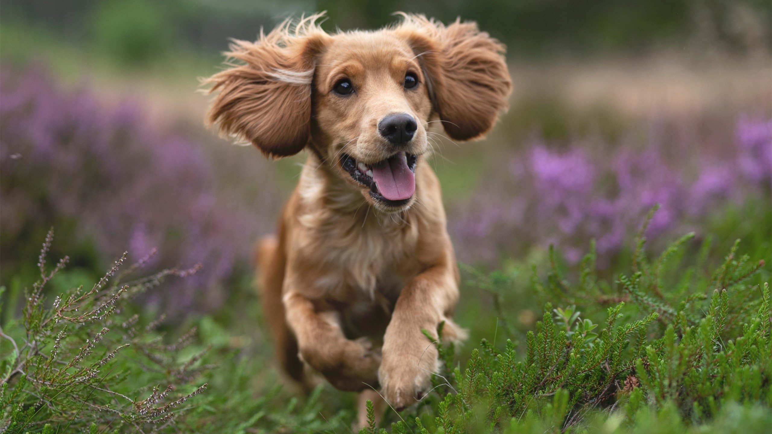 《电竞专业化：从娱乐到职业的转变》，电竞专业化的好处