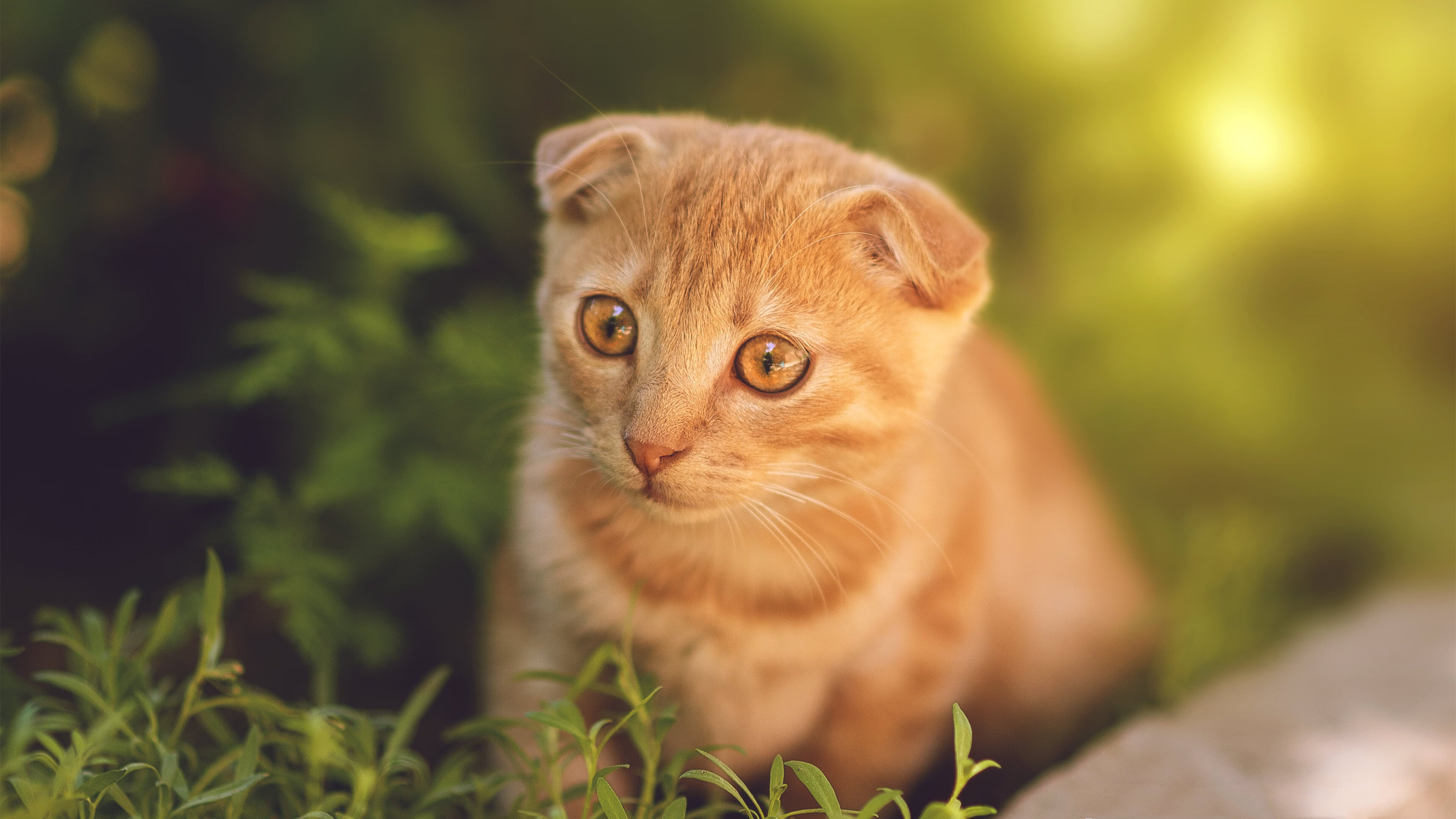 B体育下载-今年联盟三分排名特辑，哪些队伍最火热？，联盟三分排行榜