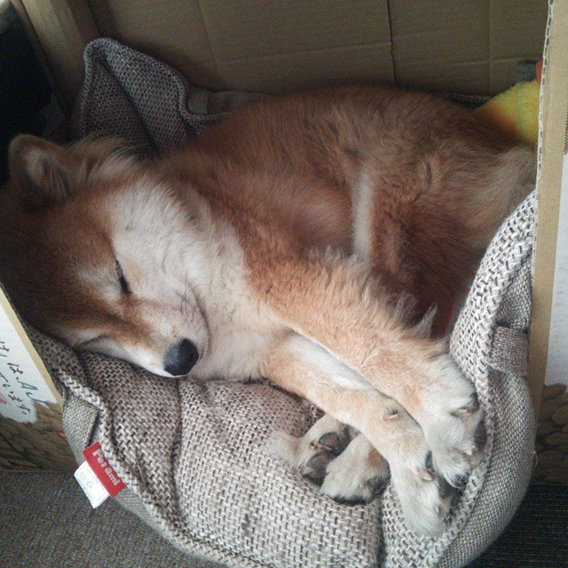 公牛球馆引入“智能人脸识别入场系统”，提升安保效率，公牛队进场