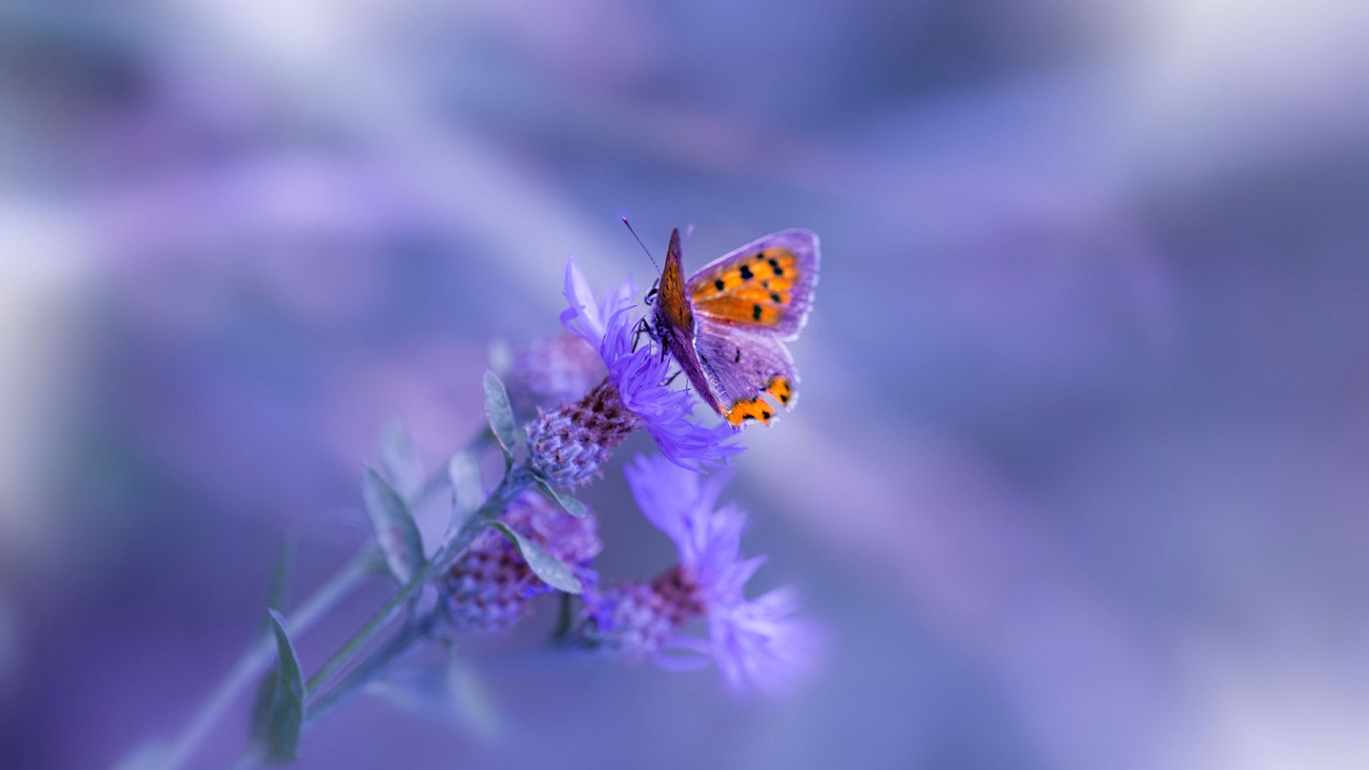 球员故事:从菜鸟到巨星的励志史诗,球员的经历