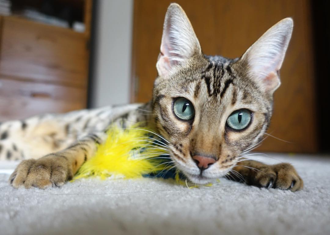 B体育中国官方平台-LCS赛事数据平台上线，lcs赛制