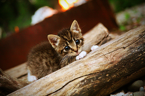 b体育娱乐-凯撒酋长与国内媒体达成合作协议，提升曝光度，凯撒 csm