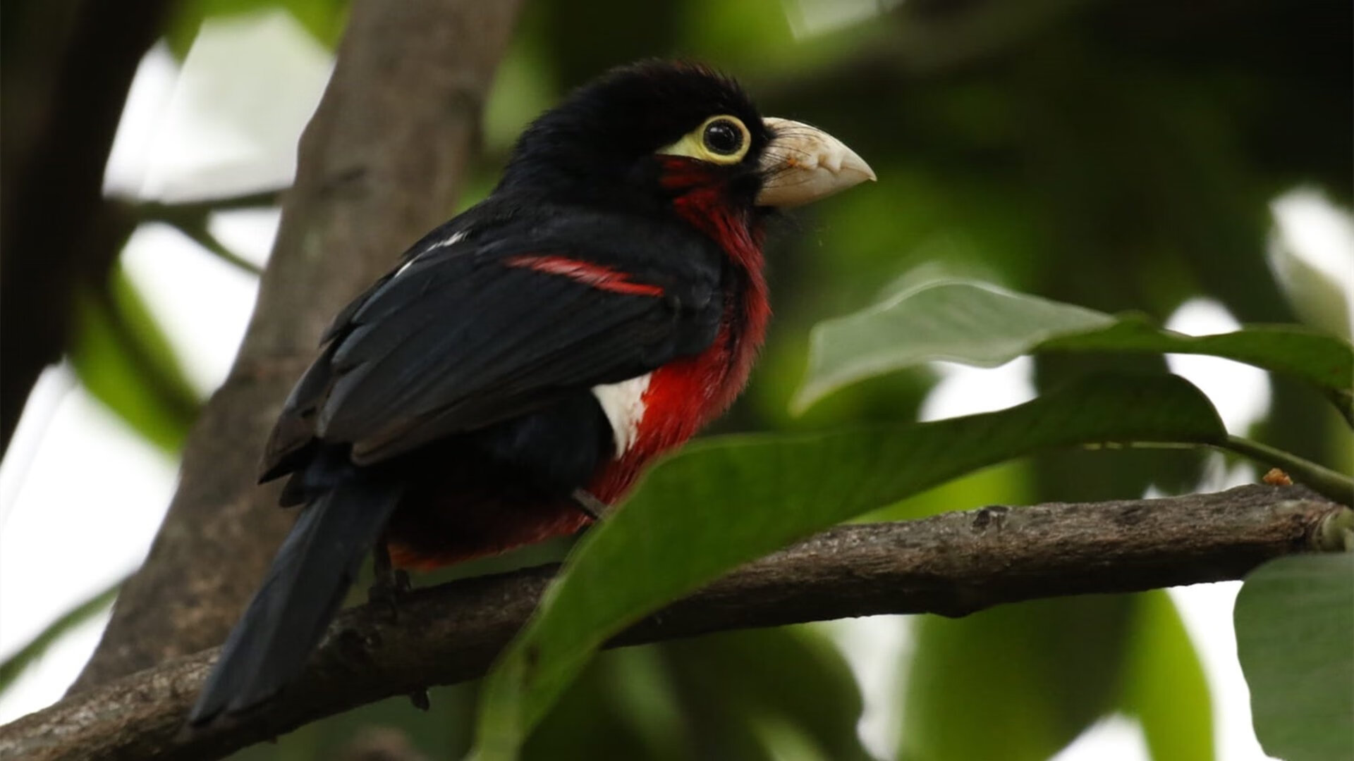 凯撒酋长与国内媒体达成合作协议,提升曝光度,凯撒 csm