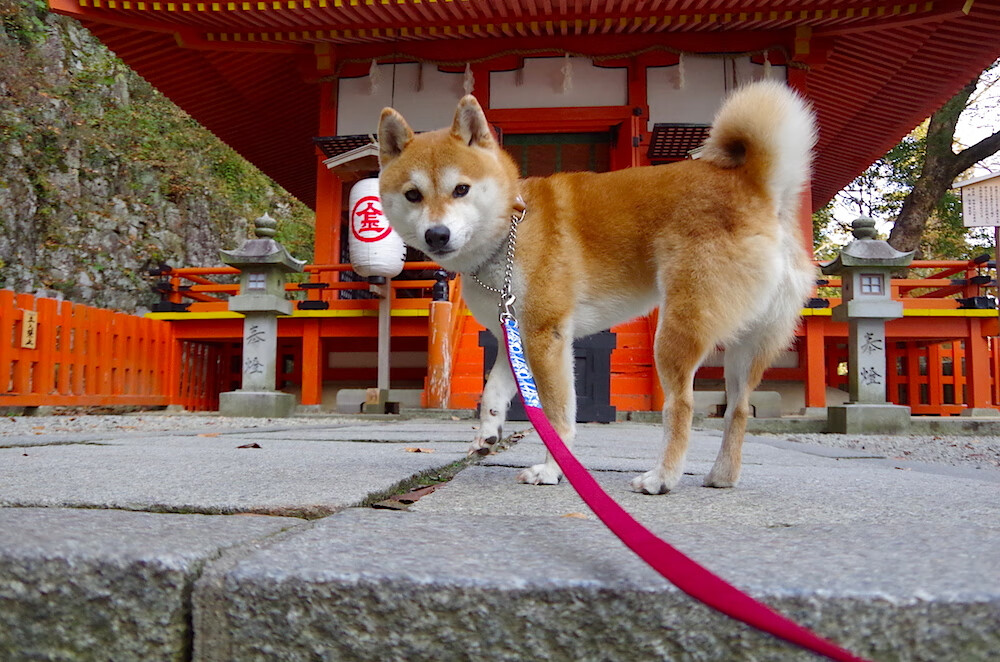 北马其顿队员实力强劲,实现势不可挡,北马其顿队大名单