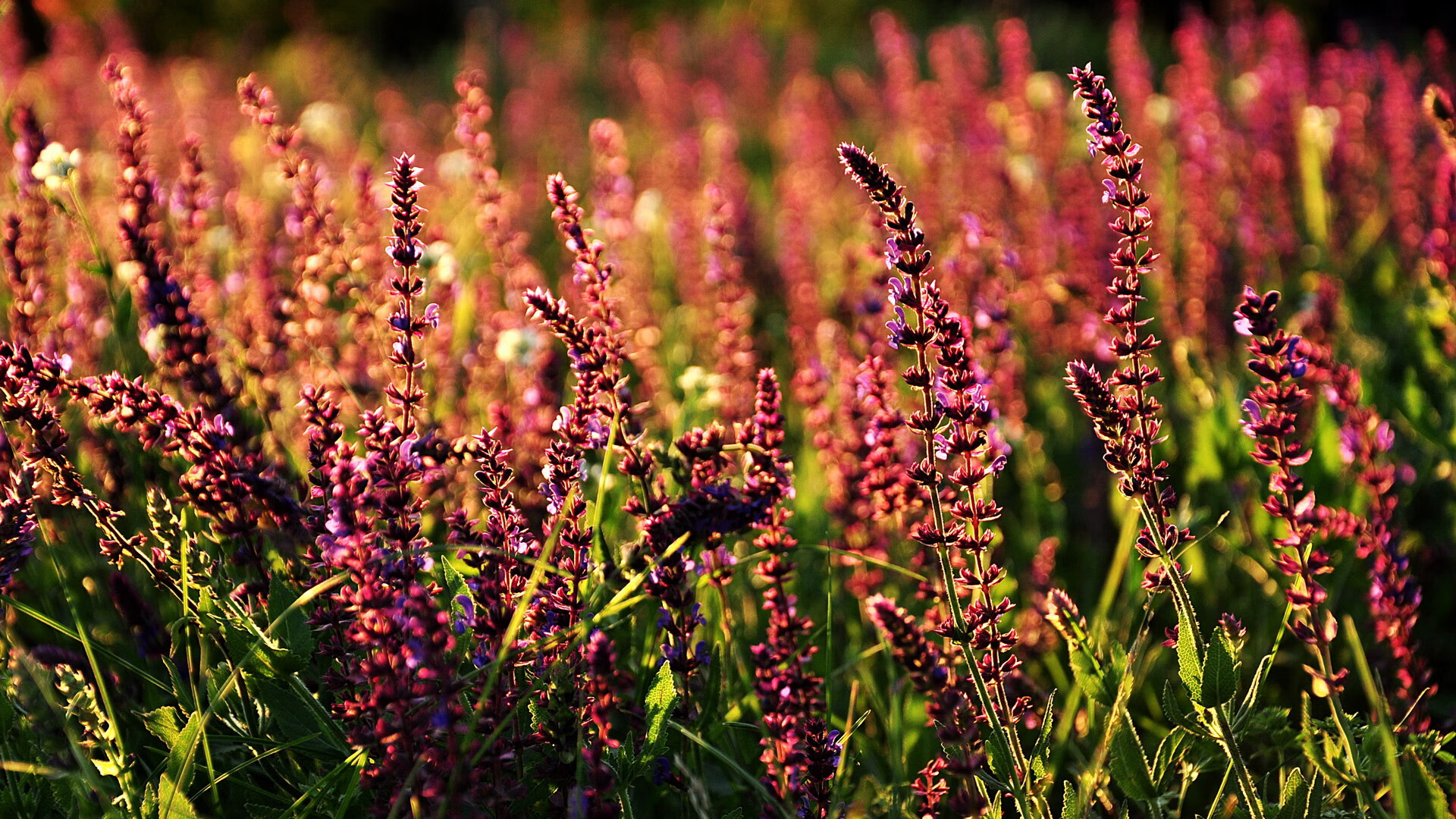 是否应鼓励更多球员参与青训推广，是否应鼓励更多球员参与青训推广英语