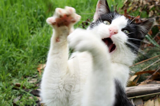 阿根廷主帅梅萨对阵巴西进行角逐,阿根廷最懂梅西的主帅