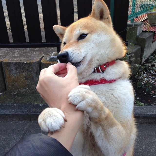 世界宽台式乒乓球锦标赛中国队再夺金,世界乒乓球台标准尺寸网