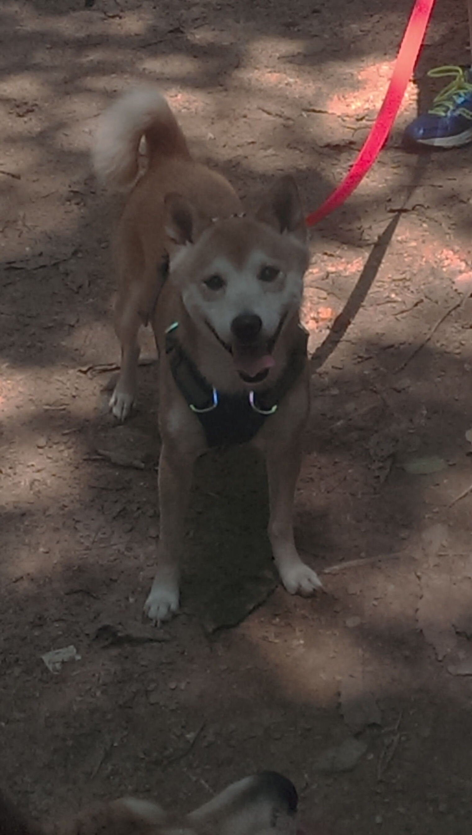 中国足球战术打法风格标签数据,足球比赛战术打法