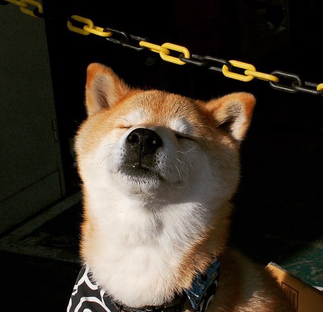 中国女篮全队默契度不断增强，中国女篮阵容分析