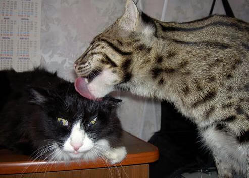 奥预赛国家队惨败 球迷反思防守漏洞，2020奥预赛分组