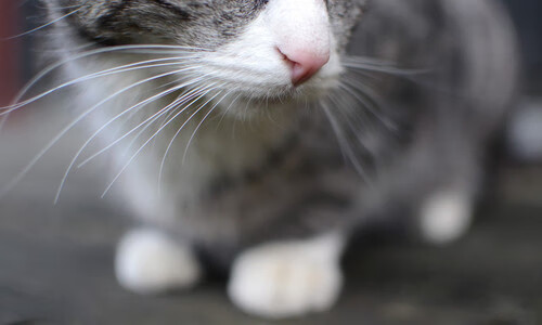 B 体育官网-球队是否根据球员惯用脚调整组织发起方向，持球队员