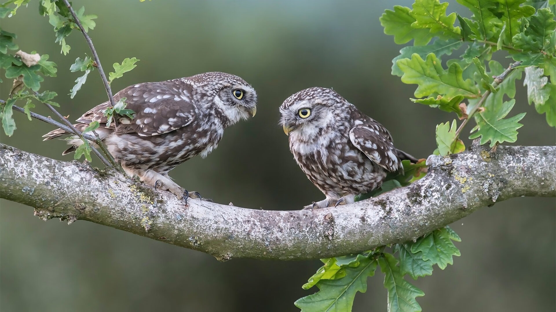 b体育在线平台-高校体育课堂引入智能穿戴设备监测数据，校园智能体育