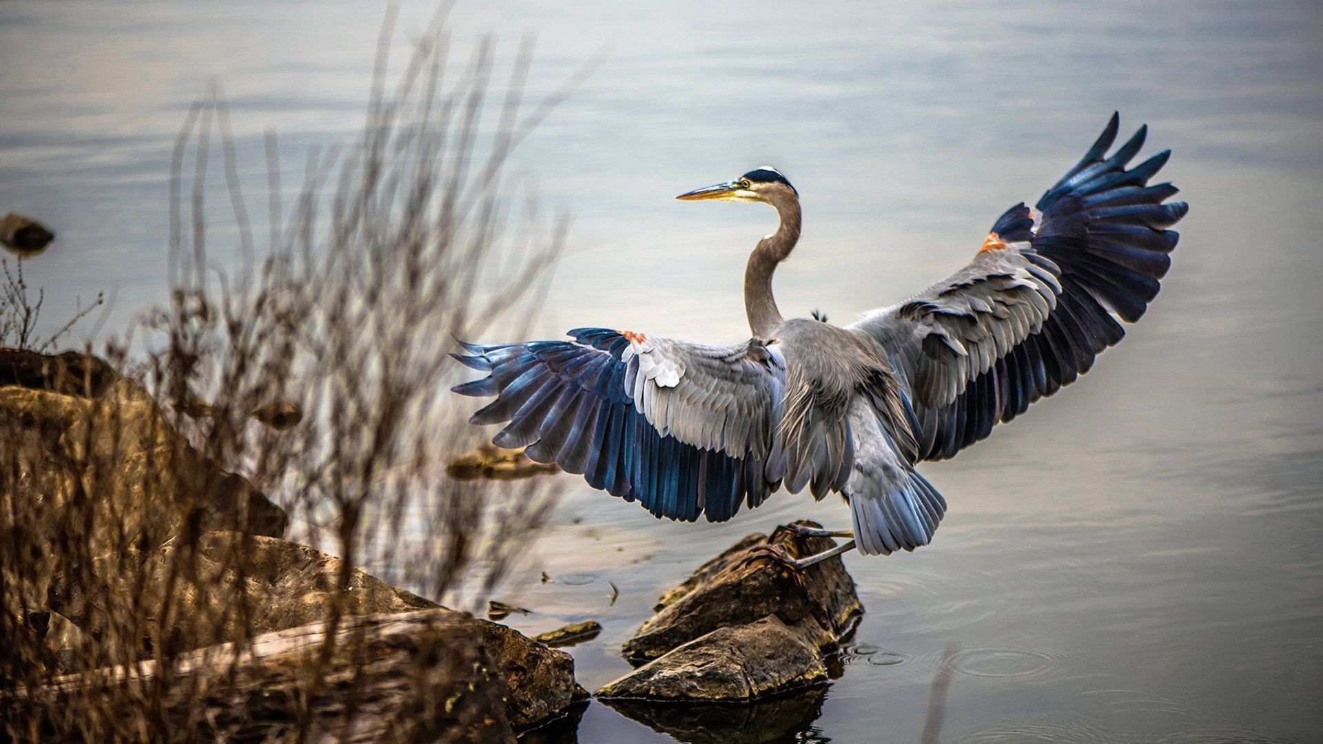 冠军杯推动英超球队国际交流，英国冠军杯联赛