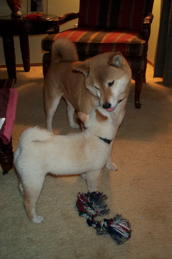 德甲连胜纪录被终结背后,德甲最长连胜