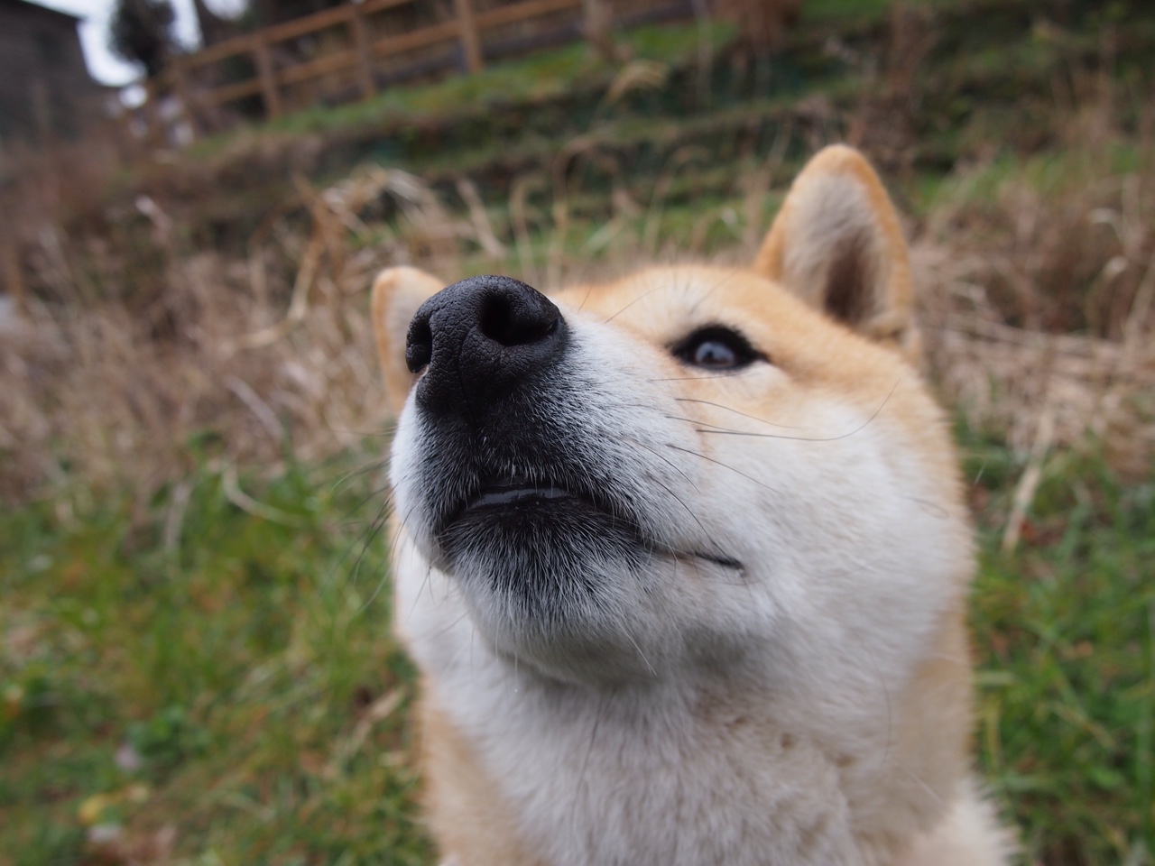 新西兰全黑队依旧稳居橄榄球冠军锦标赛顶端，新西兰橄榄球队访问南非