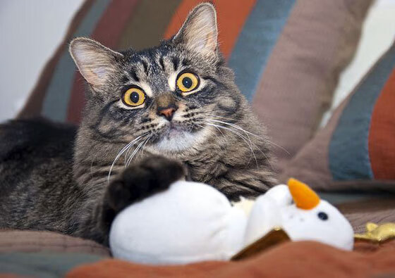 法甲未来之星:新人成长迅速!,2020足球未来之星