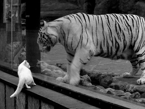 混合泳个人赛希腊选手表现亮眼,混合泳世界冠军