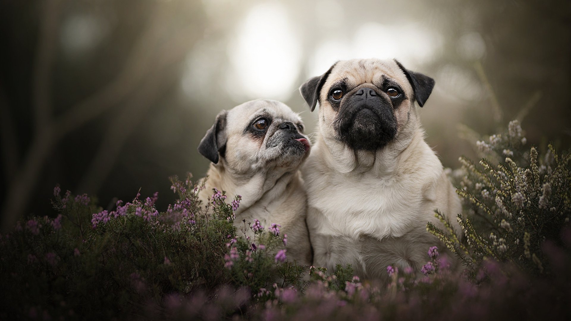 独行侠强调轮转深度助力稳定输出,独行侠打法