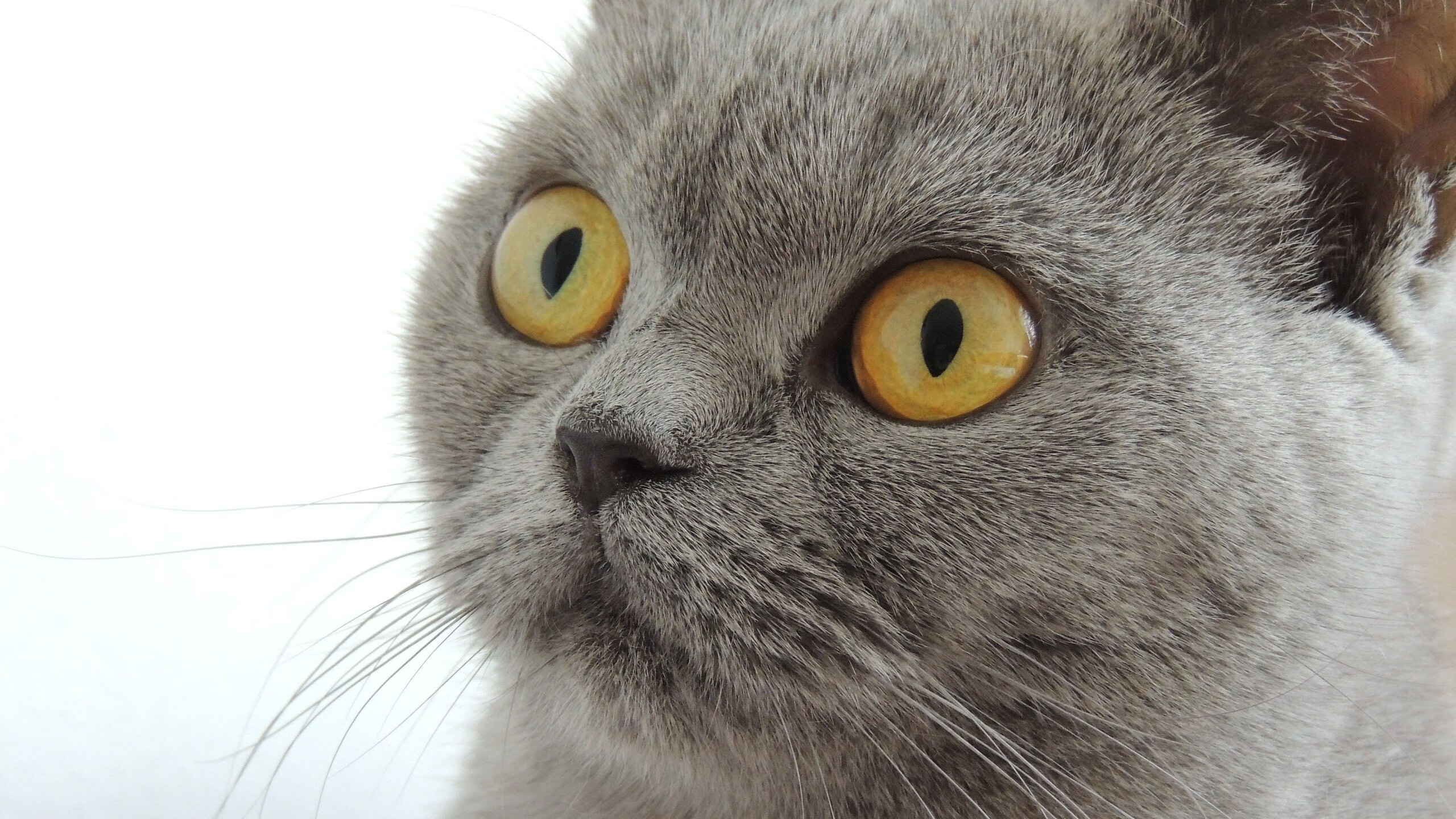 莫伊：全黑队的“防线守护神”，他在scrum中的表现堪称完美