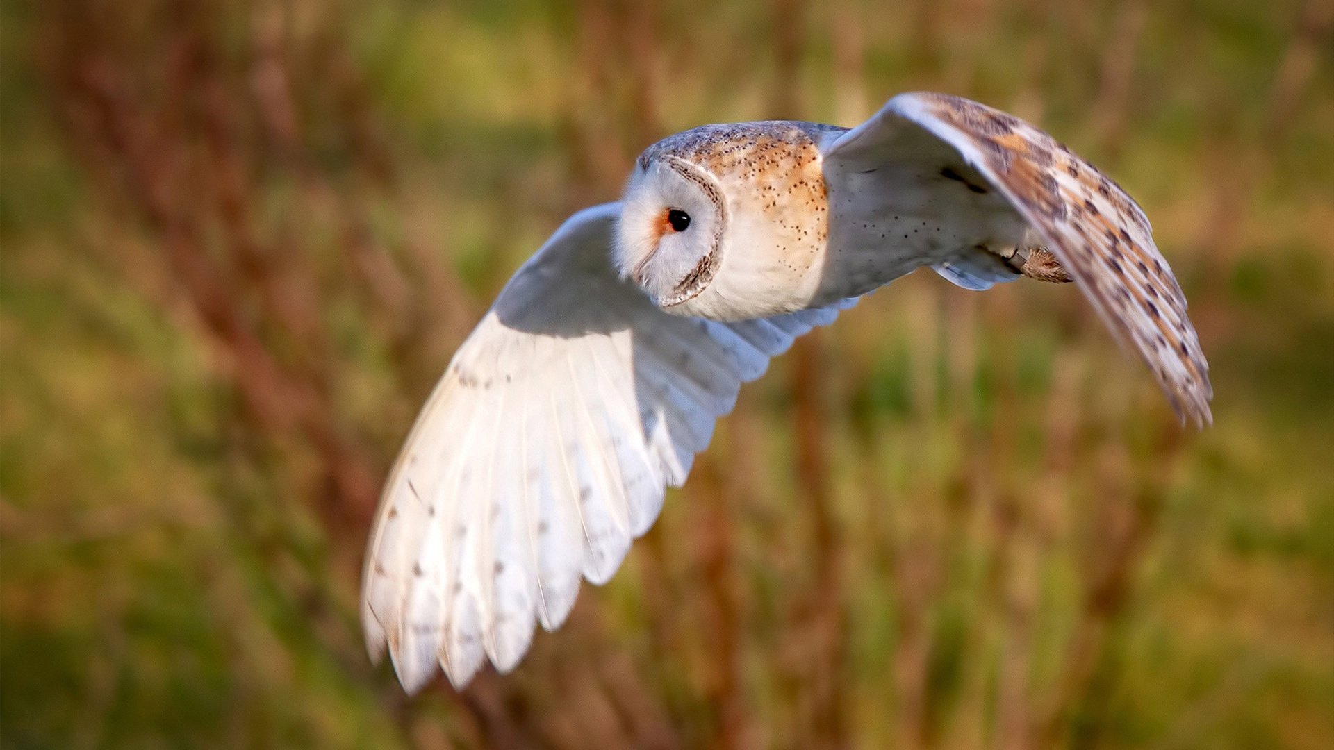 青少年足球发展规划全面深化,政策支持不断增强,青少年足球训练计划制定